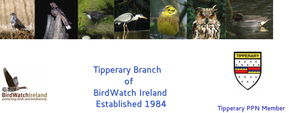 Tippbirds